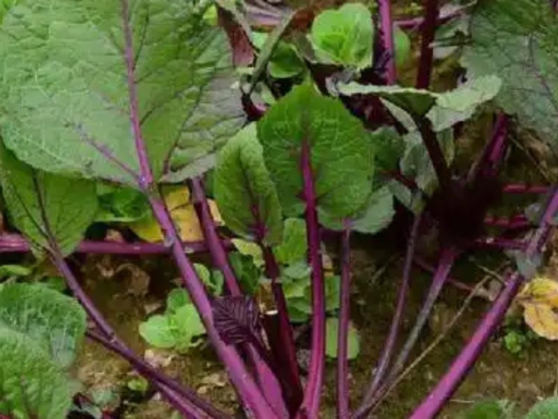 甜菜葉脫水機設備